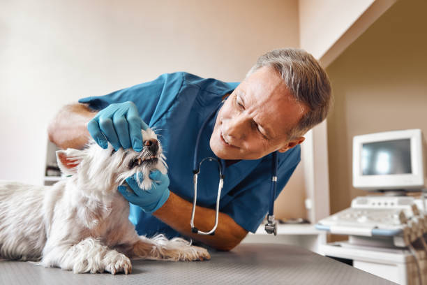 Best Dental Abscess Treatment in Winsted, MN